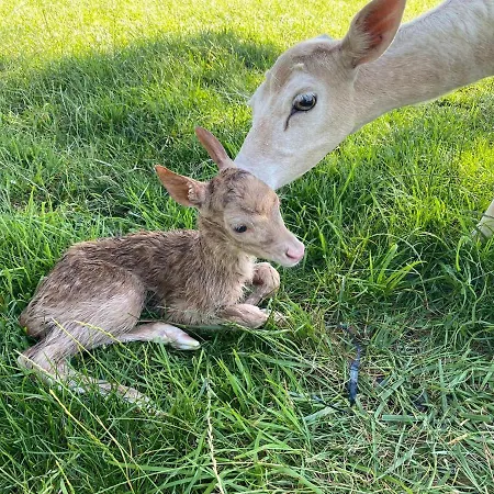 Monte Do Lago, * Pegões