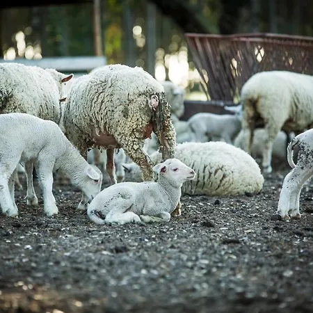 Monte Do Lago, Bauernhof *