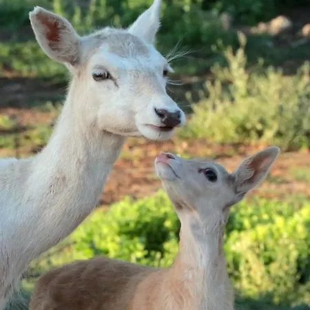 팜스테이 Monte Do Lago, *