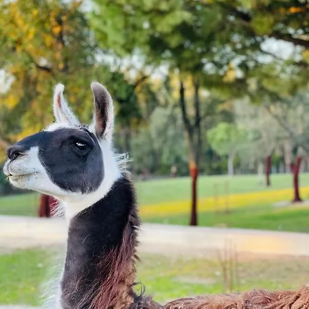 Agroturismo Monte Do Lago, Pegões