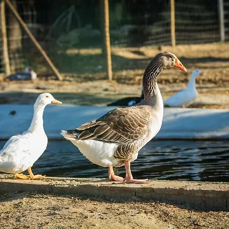 Monte Do Lago, 팜스테이 *