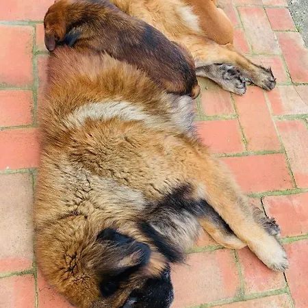 Monte Do Lago, Bauernhof *