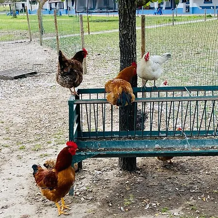 Monte Do Lago, 페고즈