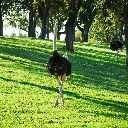 Monte Do Lago, * Pegões