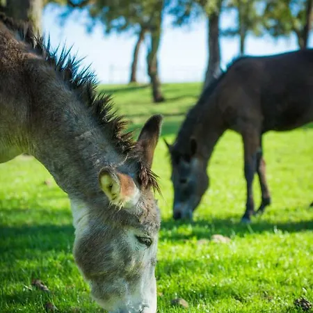 Monte Do Lago, * Pegões