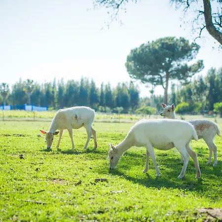 Alojamento de Turismo Rural Monte Do Lago, Pegões