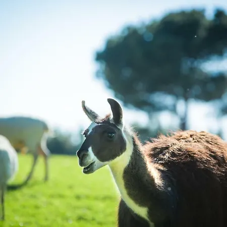 Monte Do Lago, 팜스테이 *