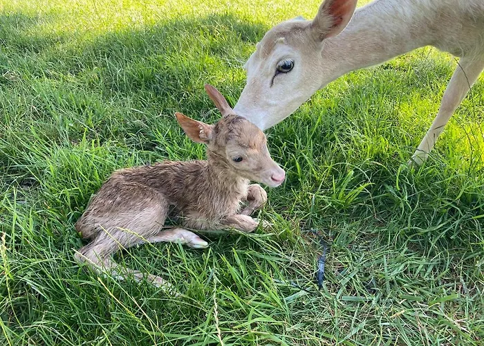 Monte Do Lago, * Pegões