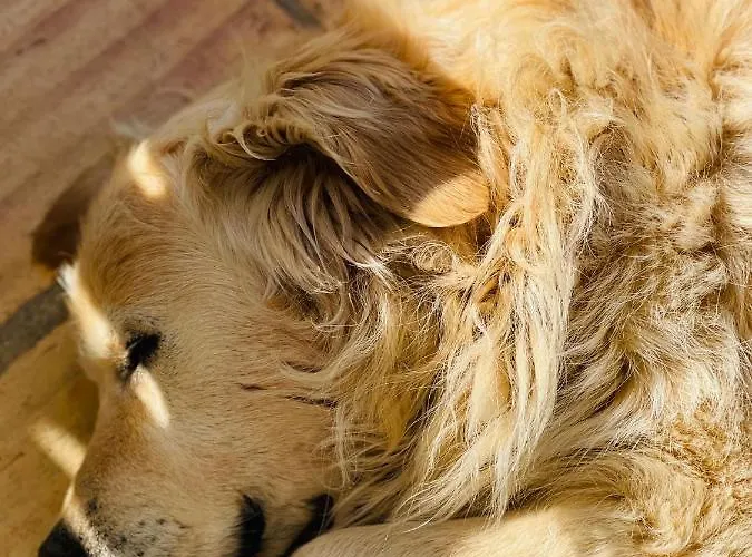 Monte Do Lago, Farma Pegões