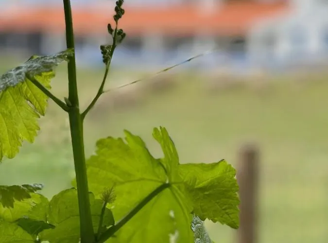 Alloggio per agriturismo Monte Do Lago, Pegões