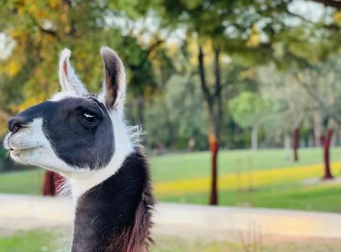 Alloggio per agriturismo Monte Do Lago, Pegões