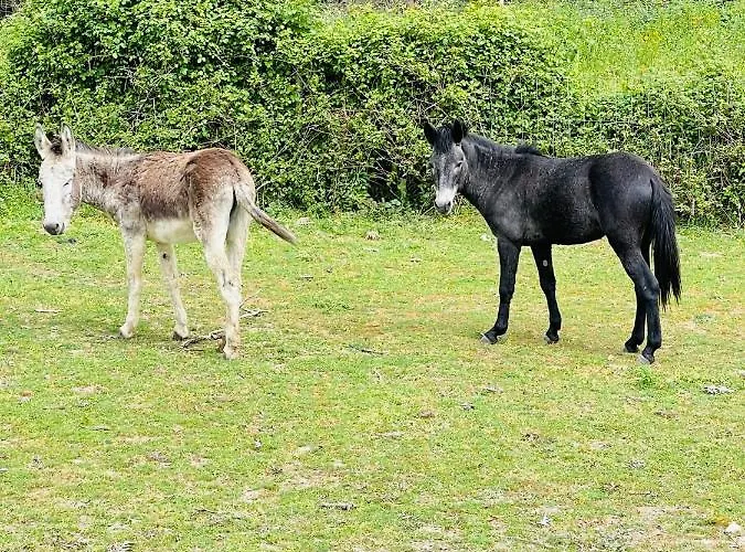 Alloggio per agriturismo Monte Do Lago, Pegões