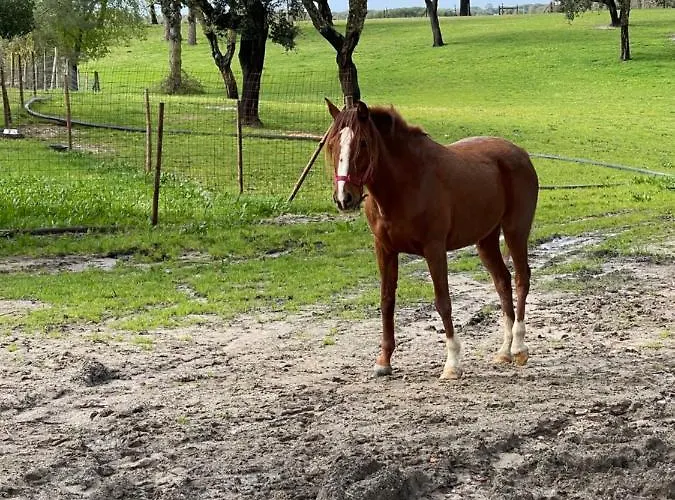 Monte Do Lago, Pegões
