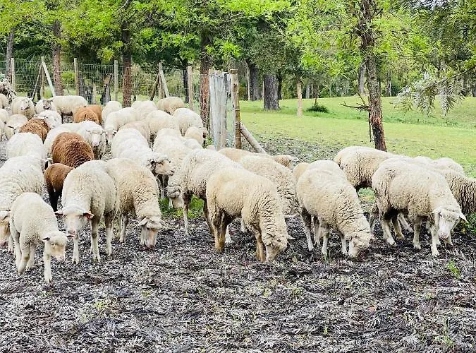 Monte Do Lago, Pegões