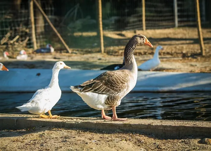 Monte Do Lago, Alloggio per agriturismo *