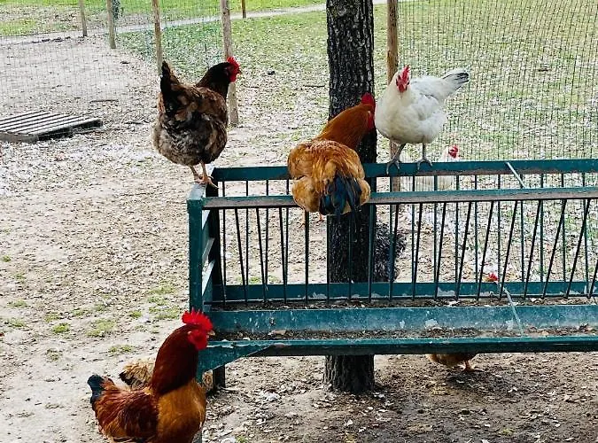 Monte Do Lago, Pegões