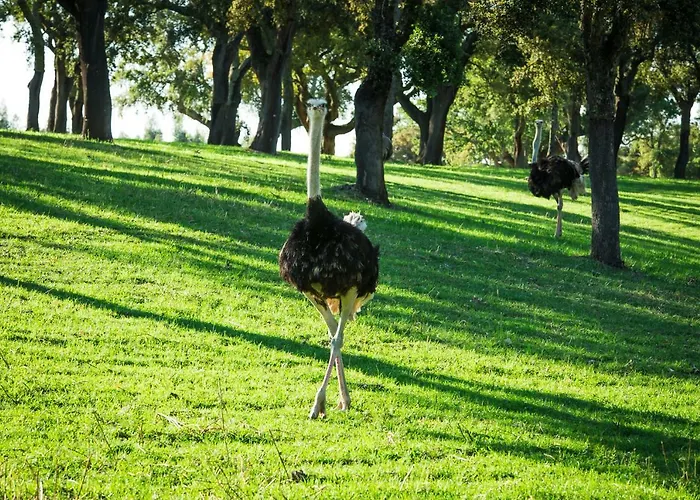 Monte Do Lago, * Pegões
