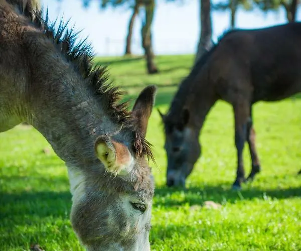 Monte Do Lago, * Pegões