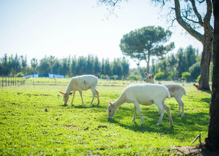 Alloggio per agriturismo Monte Do Lago, Pegões