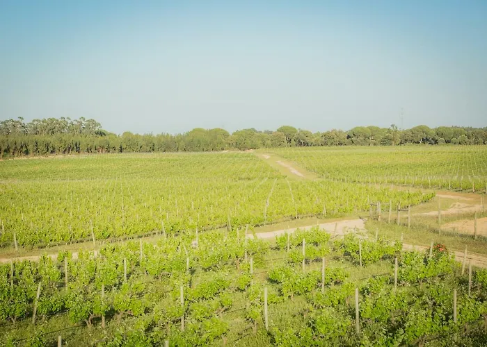 Farma Monte Do Lago, Pegões