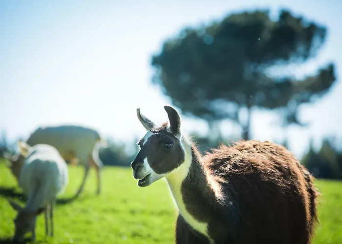 Monte Do Lago, Farma *